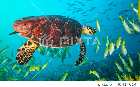 Maldivian hawkbill turtle floating in flock of fish Maldivian hawkbill turtle floating in flock of fish 40414614