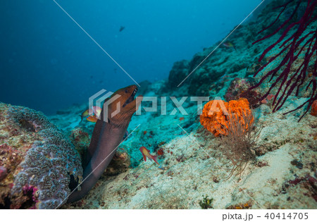 Moray eel hidden under coral reef Moray eel hidden under coral reef 40414705