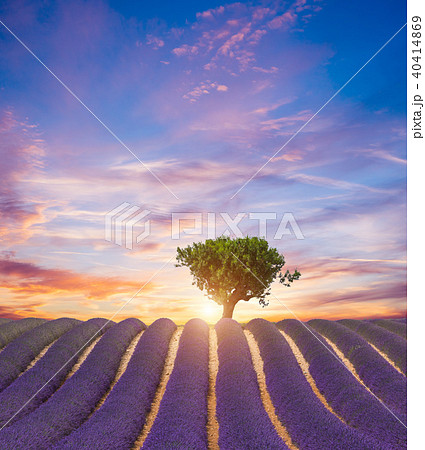 Beautiful landscape of blooming lavender field 40414869