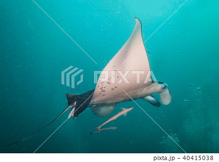 Beautiful big manta ray in deep blue ocean 40415038