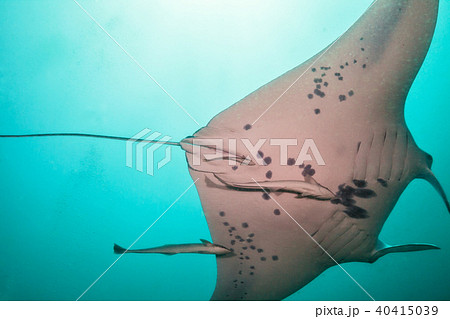 Close-up of big manta ray in deep blue ocean 40415039