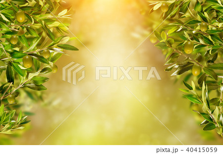 Olive branches with free space for text. High resolution image Olive branches with free space for text. High resolution image 40415059