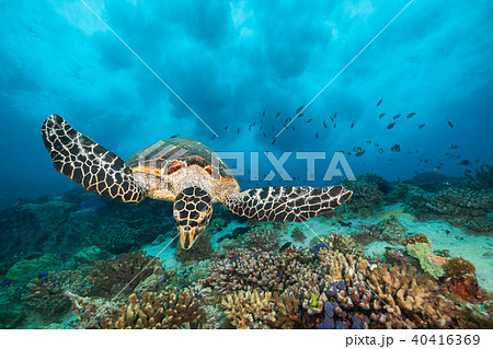 Hawksbill Sea Turtle in Indian ocean Hawksbill Sea Turtle in Indian ocean 40416369