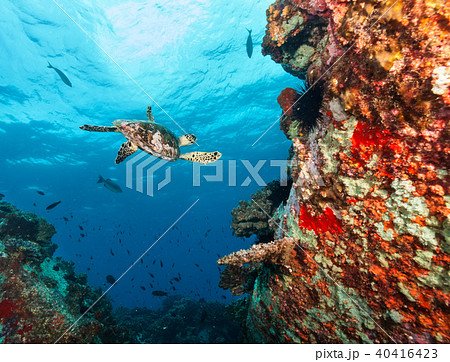 Hawksbill Sea Turtle flowing in coral reef Hawksbill Sea Turtle flowing in coral reef 40416423