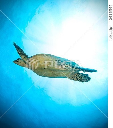 Hawksbill Sea Turtle in ocean 40416542
