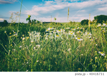 Rural landscape. Camomiles on foreground. Toned Rural landscape. Camomiles on foreground. Toned 40416731