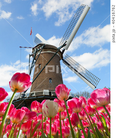 Vibrant tulips field with Dutch windmill 40416762