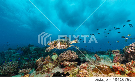 Hawksbill Sea Turtle in Indian ocean 40416766