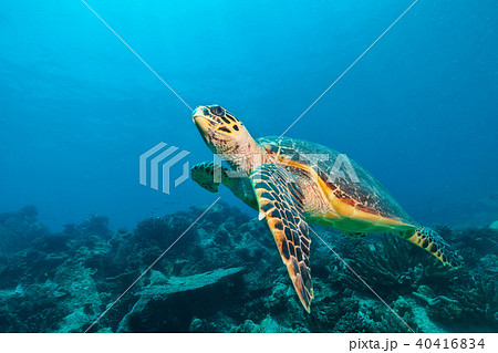 Hawksbill Sea Turtle in Indian ocean Hawksbill Sea Turtle in Indian ocean 40416834