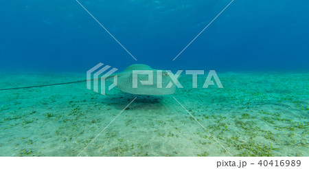 Hawksbill turtle eating sea grass from sandy bottom Hawksbill turtle eating sea grass from sandy bottom 40416989