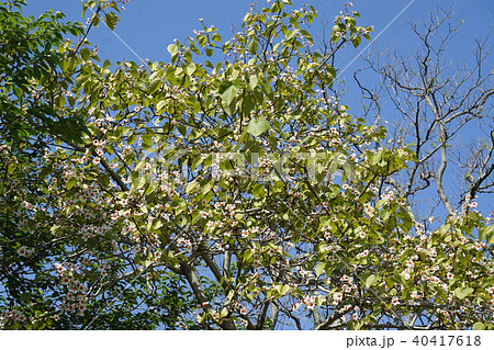 シナアブラギリ 40417618