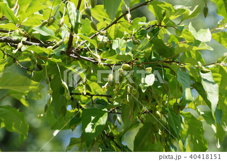 ビックリグミ 40418151