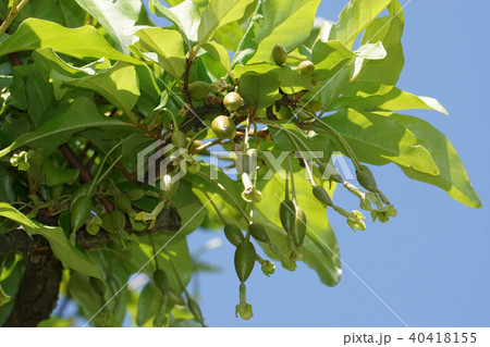 ビックリグミ 40418155