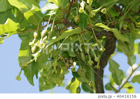 ビックリグミ 40418156