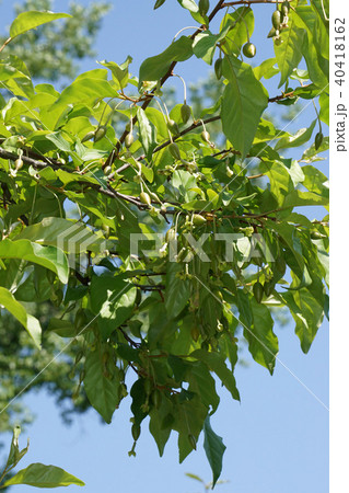 ビックリグミ 40418162