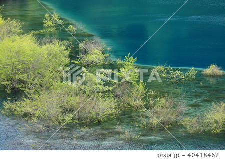 新緑の奥四万湖 40418462