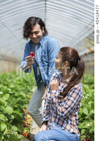 イチゴ狩りをするカップル 40418477