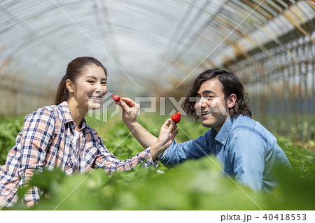 イチゴ狩りをするカップル 40418553