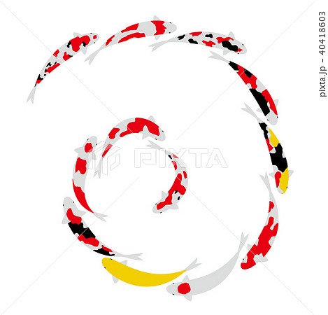 鯉のシンクロナイズドスイミング 40418603