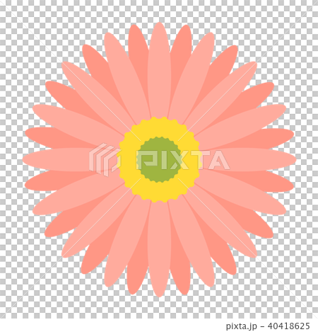 Gerbera Gerbera 40418625