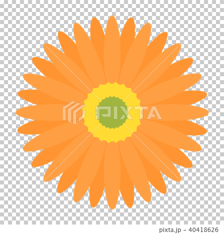 Gerbera Gerbera 40418626