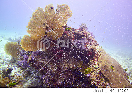 Coral reef 40419202