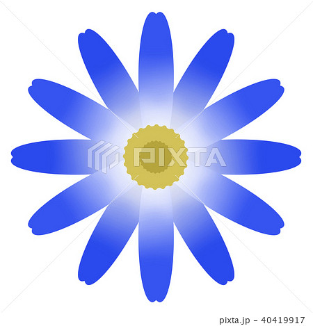 サイネリア(シネラリア) サイネリア(シネラリア) 40419917