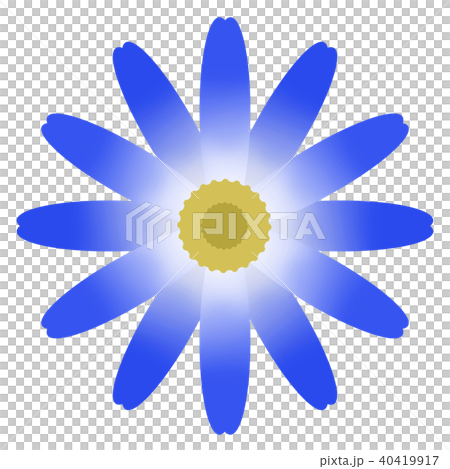 Cineraria（Cineraria） 40419917
