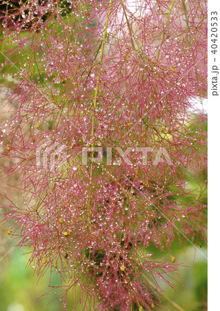 スモークツリー 40420533