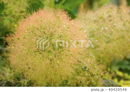 スモークツリー 40420549