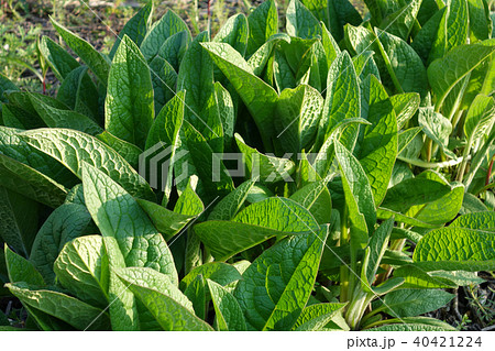コンフリーの葉 40421224