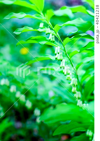 ナルコユリ（Polygonatum falcatum）の花 40421238