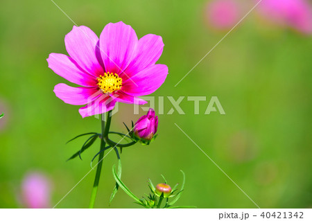 秋 秋桜 秋 秋桜 40421342