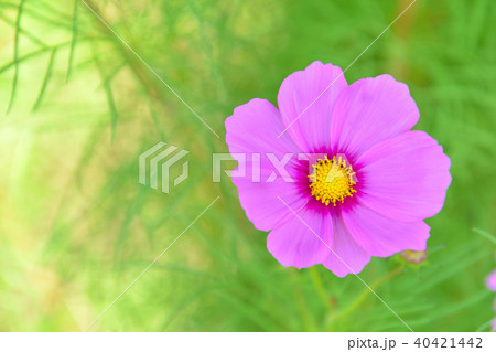 秋 秋桜 一輪の写真素材