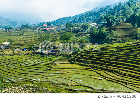 Amazing view on rice terrace in Vietnam 40421500