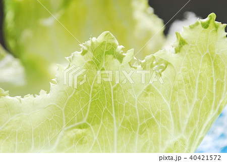 レタスの葉の写真素材
