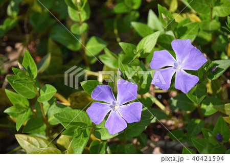 ツルニチニチソウ（蔓日々草） 40421594