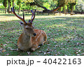 奈良公園の座り鹿 40422163