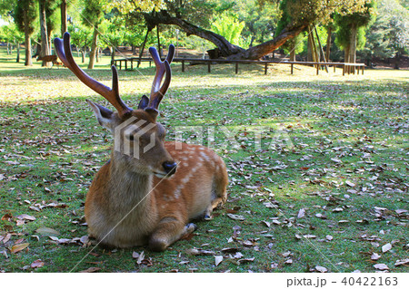 奈良公園の座り鹿 奈良公園の座り鹿 40422163