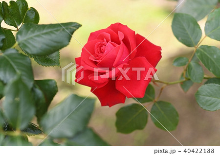 バラの花 バラの花 40422188