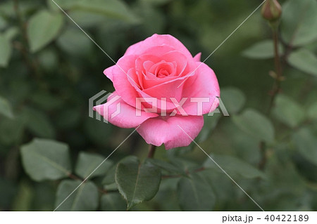 バラの花 バラの花 40422189