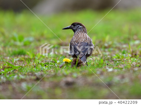 ホシガラス 40422209