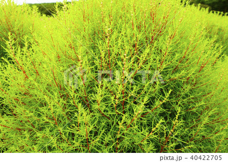 茨城 茨城 40422705