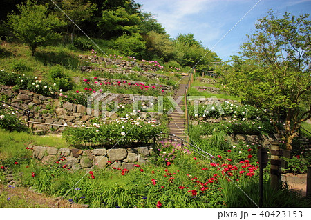 白野江植物公園 白野江植物公園 40423153