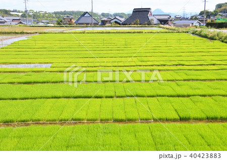 田植え 田植え 40423883