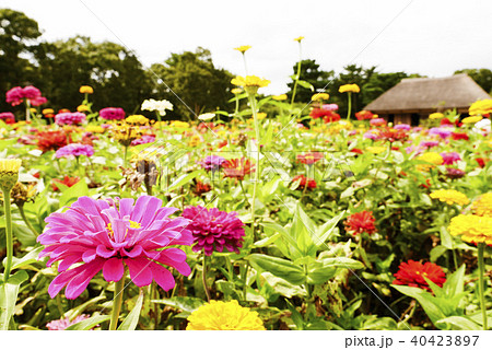 茨城 茨城 40423897