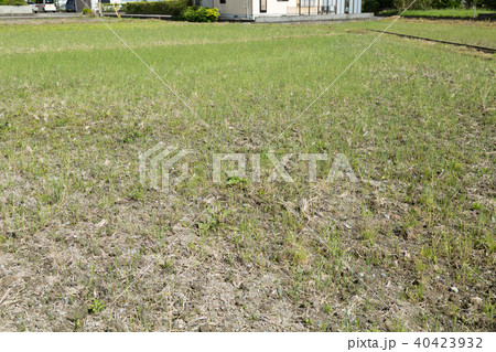 耕作放棄地 40423932