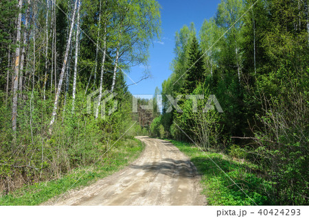 Dirt road in forest, spring time 40424293