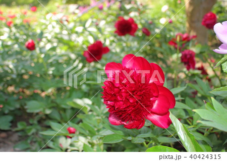 シャクヤク シャクヤク 40424315