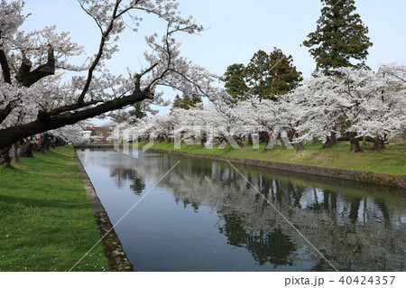 鶴岡公園 お堀の噴水と桜 鶴岡公園 お堀の噴水と桜 40424357
